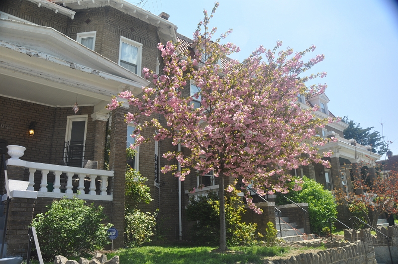 Kwanzan Cherry Tree 2011 04.jpg